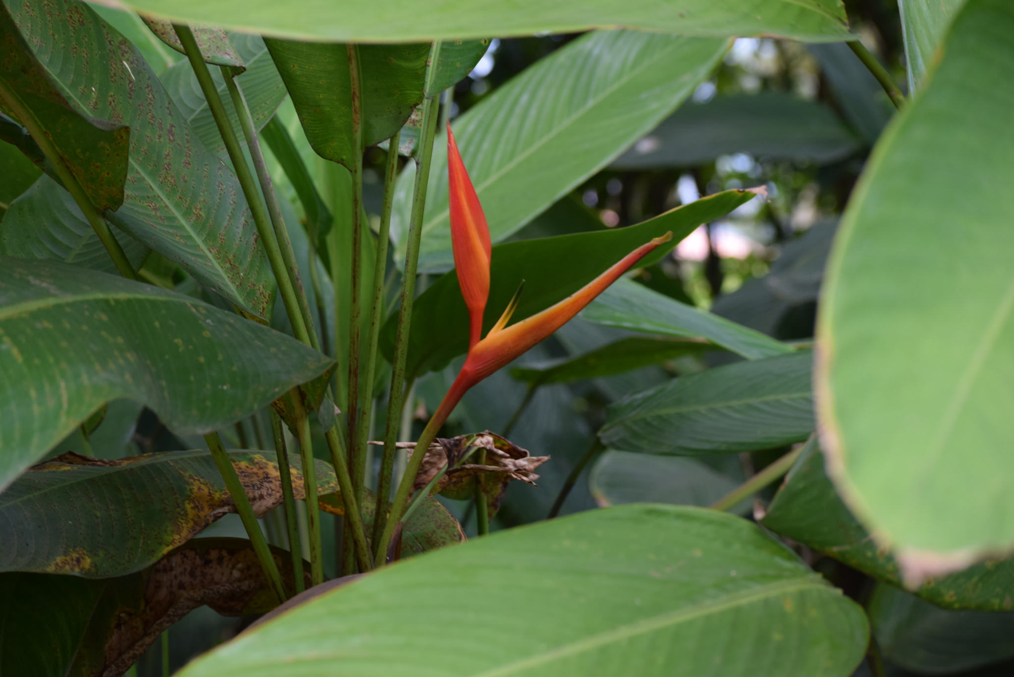 Heliconia psittacorum 'Golden Torch'